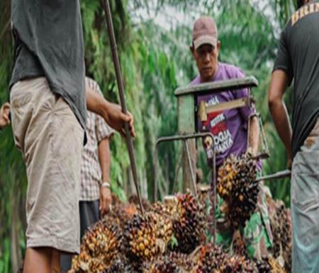 Ilustrasi harga TBS di Riau tembus Rp3.950 per Kg (foto/int)
